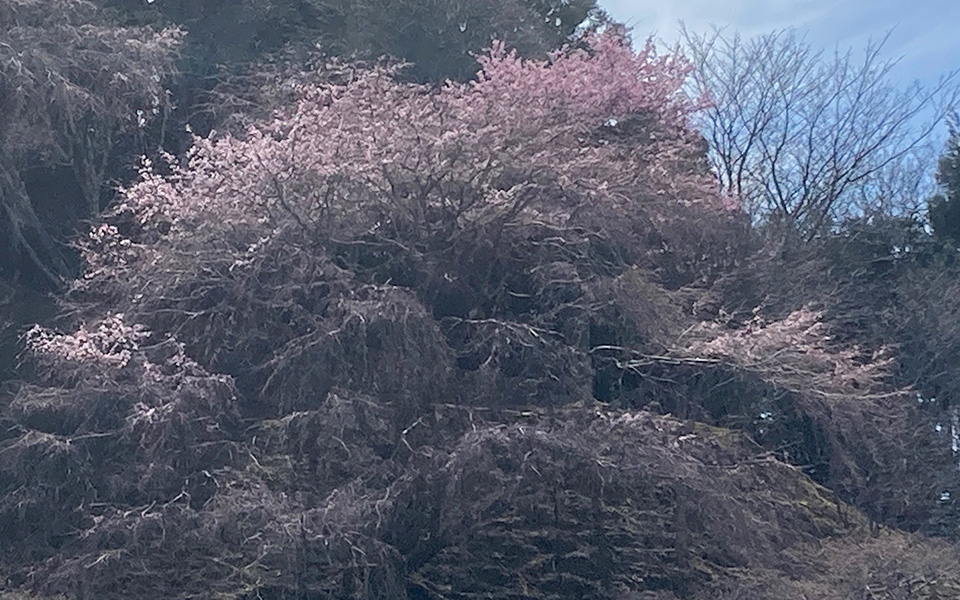 下千本駐車場の桜